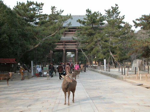 동대사 남대문과 사슴. 남대문 부근을 사슴이 어슬렁거리고 있다. 눈여겨볼만한 관광유치방법이다. 